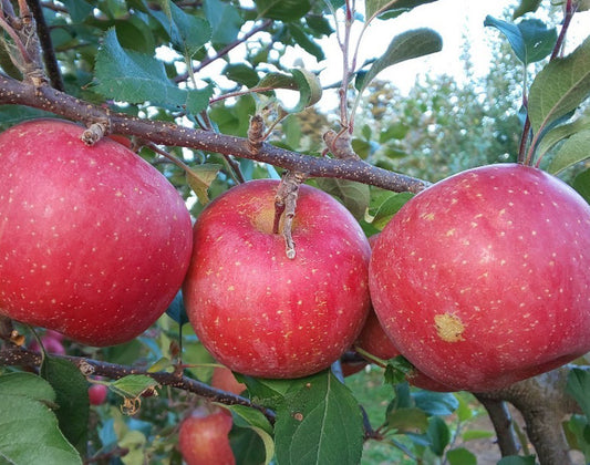 サンフジ(福島のりんご)【ご家庭向け】