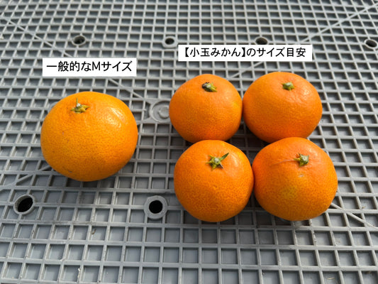 【小玉サイズ】大崎上島の石地みかん