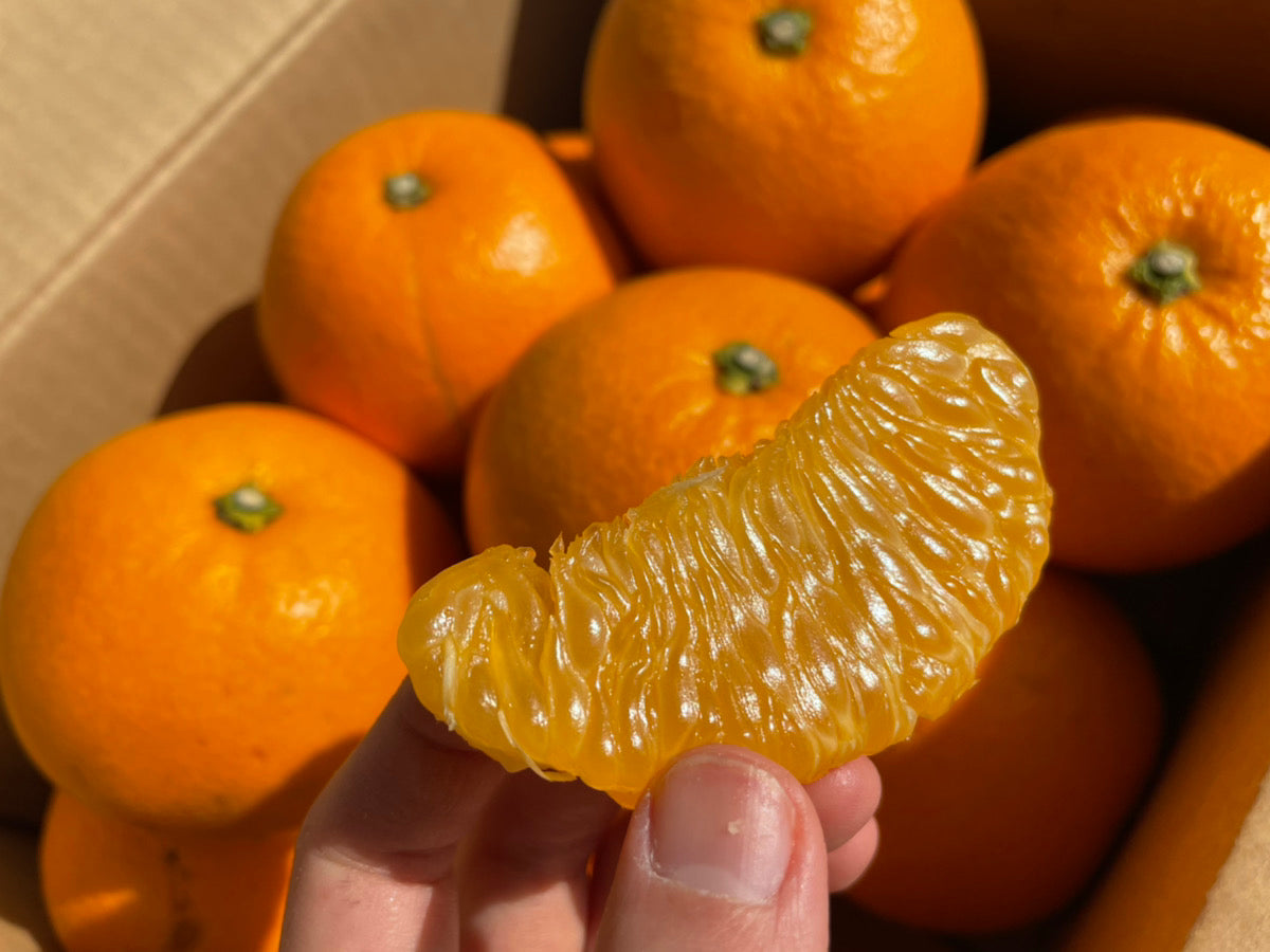 紅はっさくの木を１本まるごと収穫して持ち帰れます（180個くらい実ってます） - 広島県の食品