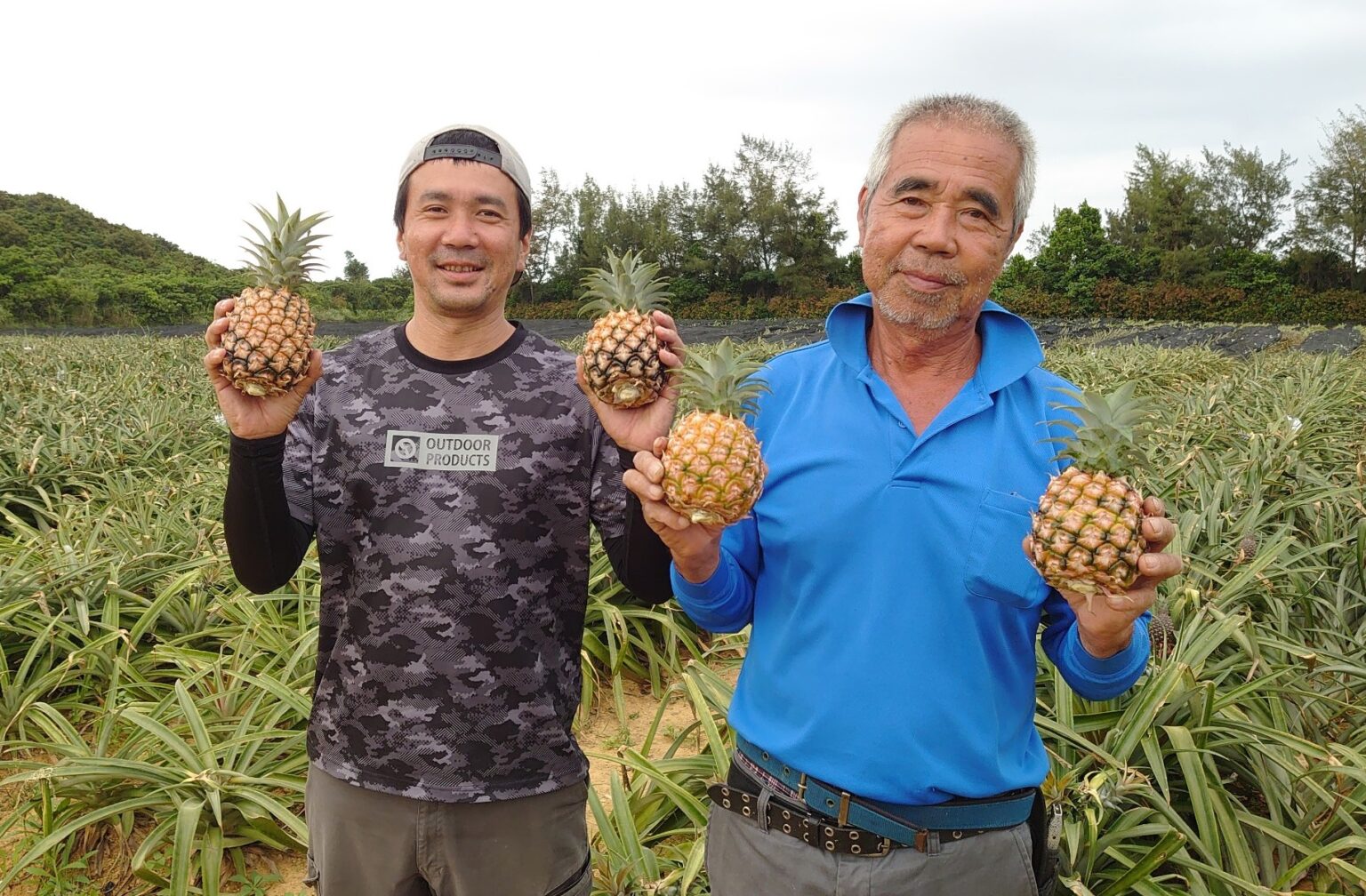 西表島ミニピーチパイン – 【産地直送お取り寄せ通販】トドクヨ