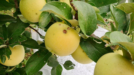 シナノゴールド(りんご)【雹害訳あり】