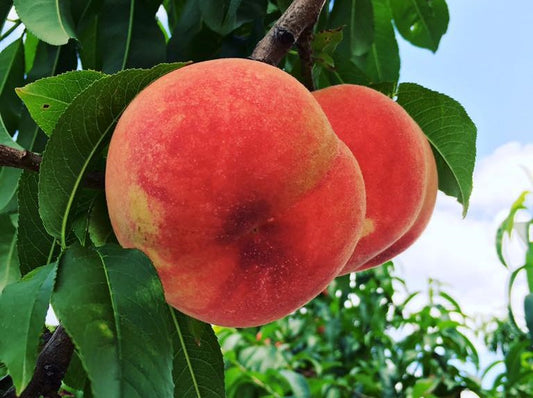 ゆうくんの幸茜(さちあかね)桃