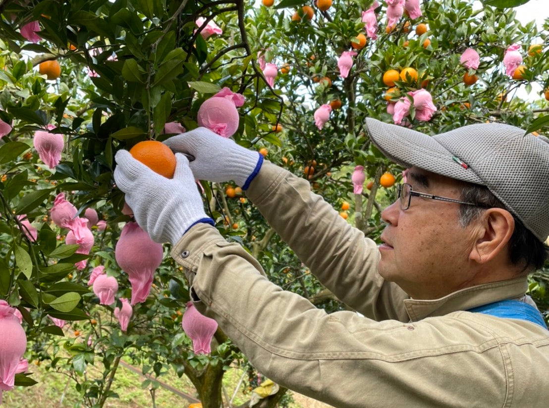 小さいたんかん（種子島産Sサイズ）